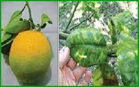 شایع ترین بیماری مرکبات
