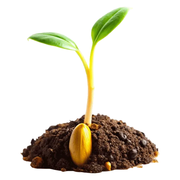 بذر